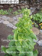 にほんブログ村 花・園芸ブログ ポタジェ・キッチンガーデンへ