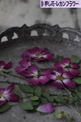 にほんブログ村 花ブログ 押し花・レカンフラワーへ