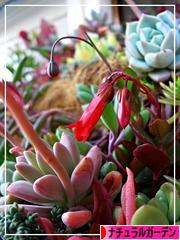 にほんブログ村 花ブログ ナチュラルガーデンへ