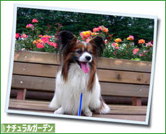 にほんブログ村 花ブログ ナチュラルガーデンへ