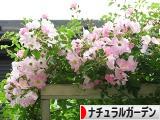 にほんブログ村 花ブログ ナチュラルガーデンへ