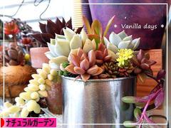 にほんブログ村 花ブログ ナチュラルガーデンへ