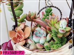 にほんブログ村 花ブログ ナチュラルガーデンへ