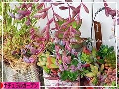 にほんブログ村 花ブログ ナチュラルガーデンへ