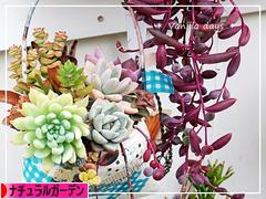 にほんブログ村 花ブログ ナチュラルガーデンへ