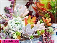 にほんブログ村 花ブログ ナチュラルガーデンへ