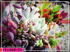 にほんブログ村 花ブログ ナチュラルガーデンへ