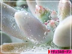 にほんブログ村 花ブログ ナチュラルガーデンへ