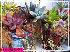 にほんブログ村 花ブログ ナチュラルガーデンへ