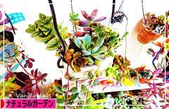 にほんブログ村 花ブログ ナチュラルガーデンへ