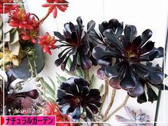 にほんブログ村 花ブログ ナチュラルガーデンへ