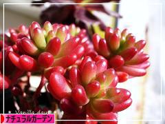 にほんブログ村 花ブログ ナチュラルガーデンへ