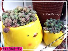 にほんブログ村 花ブログ ナチュラルガーデンへ