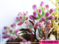 にほんブログ村 花ブログ ナチュラルガーデンへ