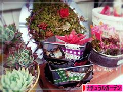 にほんブログ村 花ブログ ナチュラルガーデンへ