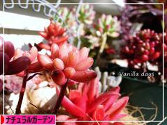 にほんブログ村 花ブログ ナチュラルガーデンへ