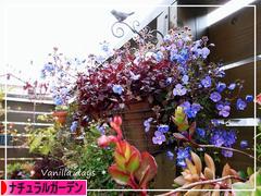 にほんブログ村 花ブログ ナチュラルガーデンへ