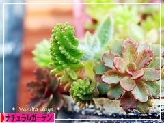 にほんブログ村 花ブログ ナチュラルガーデンへ