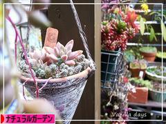にほんブログ村 花ブログ ナチュラルガーデンへ
