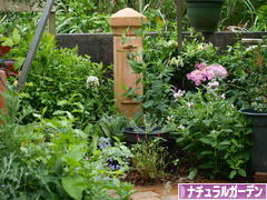 にほんブログ村 花・園芸ブログ ナチュラルガーデンへ