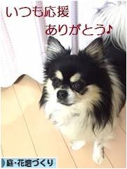 にほんブログ村 花・園芸ブログ 庭・花壇づくりへ