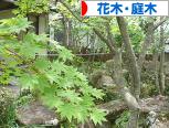 にほんブログ村 花・園芸ブログ 花木・庭木へ