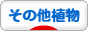 にほんブログ村 花ブログ その他植物へ