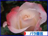 にほんブログ村 花ブログ バラ園芸へ