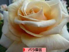 にほんブログ村 花・園芸ブログ バラ園芸へ