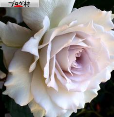 にほんブログ村 花・園芸ブログ バラ園芸へ