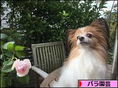 にほんブログ村 花・園芸ブログ バラ園芸へ