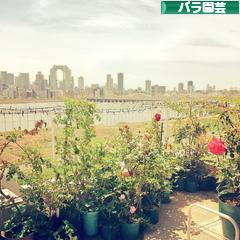 にほんブログ村 花・園芸ブログ バラ園芸へ