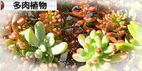 にほんブログ村 花ブログ 多肉植物へ