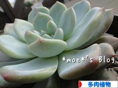 にほんブログ村 花ブログ 多肉植物へ