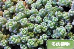 にほんブログ村 花ブログ 多肉植物へ