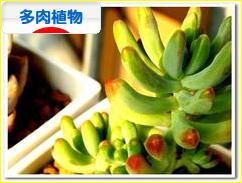 にほんブログ村 花ブログ 多肉植物へ