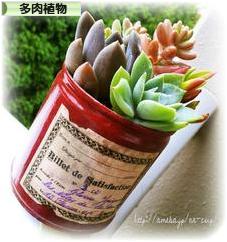 にほんブログ村 花ブログ 多肉植物へ