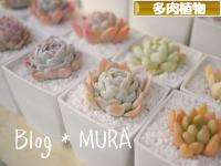 にほんブログ村 花ブログ 多肉植物へ
