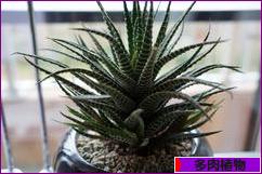 にほんブログ村 花ブログ 多肉植物へ