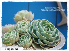 にほんブログ村 花ブログ 多肉植物へ