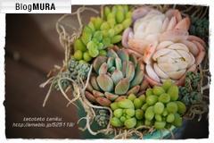 にほんブログ村 花ブログ 多肉植物へ
