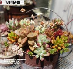 にほんブログ村 花ブログ 多肉植物へ