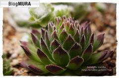 にほんブログ村 花・園芸ブログ 多肉植物へ