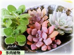 にほんブログ村 花・園芸ブログ 多肉植物へ