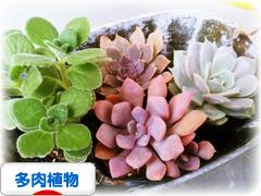 にほんブログ村 花ブログ 多肉植物へ
