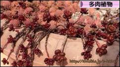 にほんブログ村 花・園芸ブログ 多肉植物へ