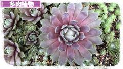 にほんブログ村 花・園芸ブログ 多肉植物へ