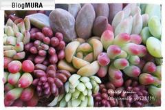 にほんブログ村 花・園芸ブログ 多肉植物へ