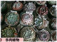 にほんブログ村 花・園芸ブログ 多肉植物へ