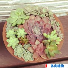にほんブログ村 花・園芸ブログ 多肉植物へ